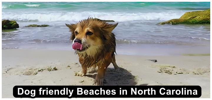 Dog friendly beaches in North Carolina