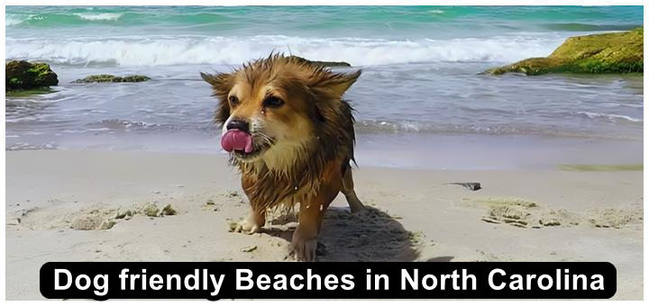 are dogs allowed on the beach in north carolina