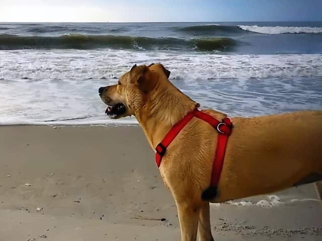 Dogs at Beaches of Oak Island