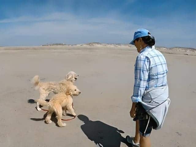 Fort Fisher Beach dog