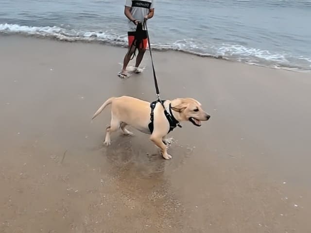 North Topsail Beach dog