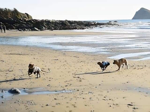 Dogs are playing at Woodland Beach
