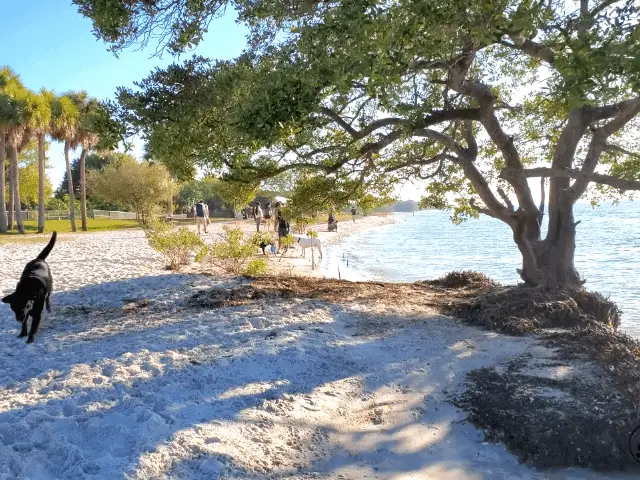 Picnic Island Beach Dog Park  Tampa Florida