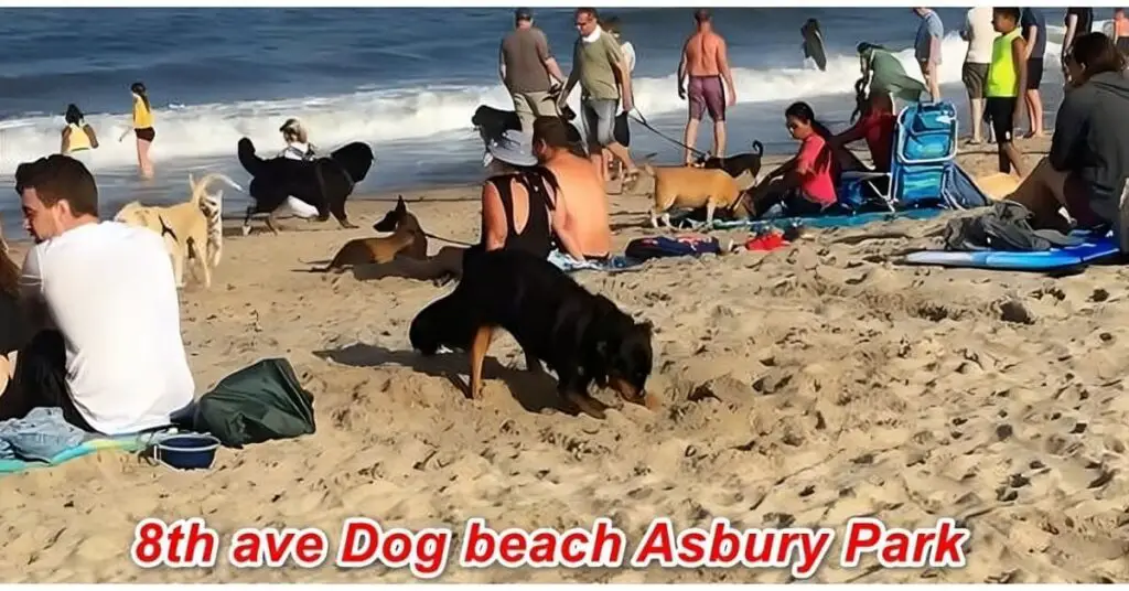 8th Ave Dog beach Asbury Park
