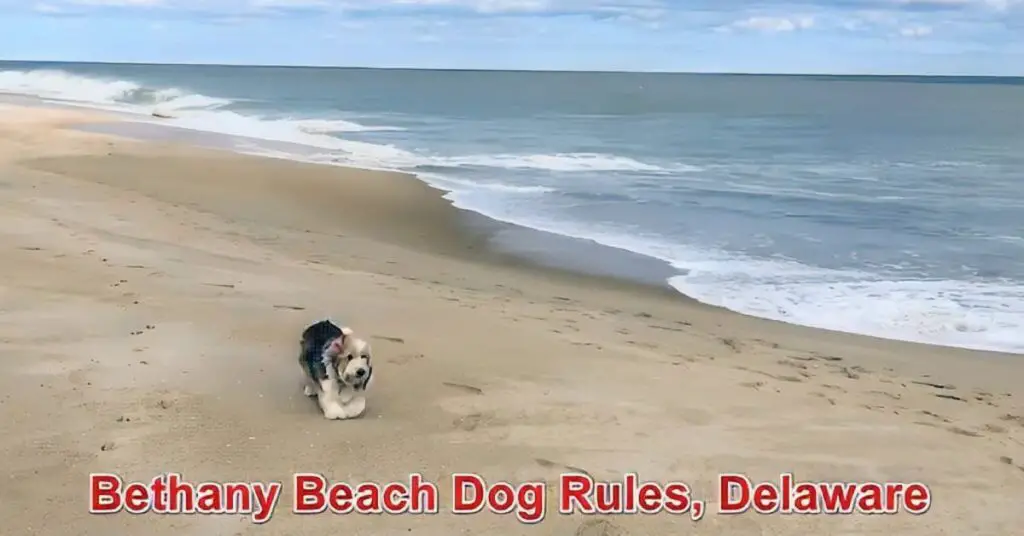 Bethany Beach Dog Rules