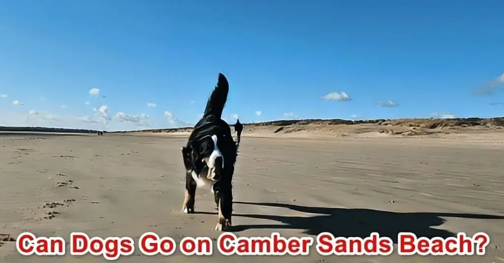 Are dogs allowed on Camber Sands beach?