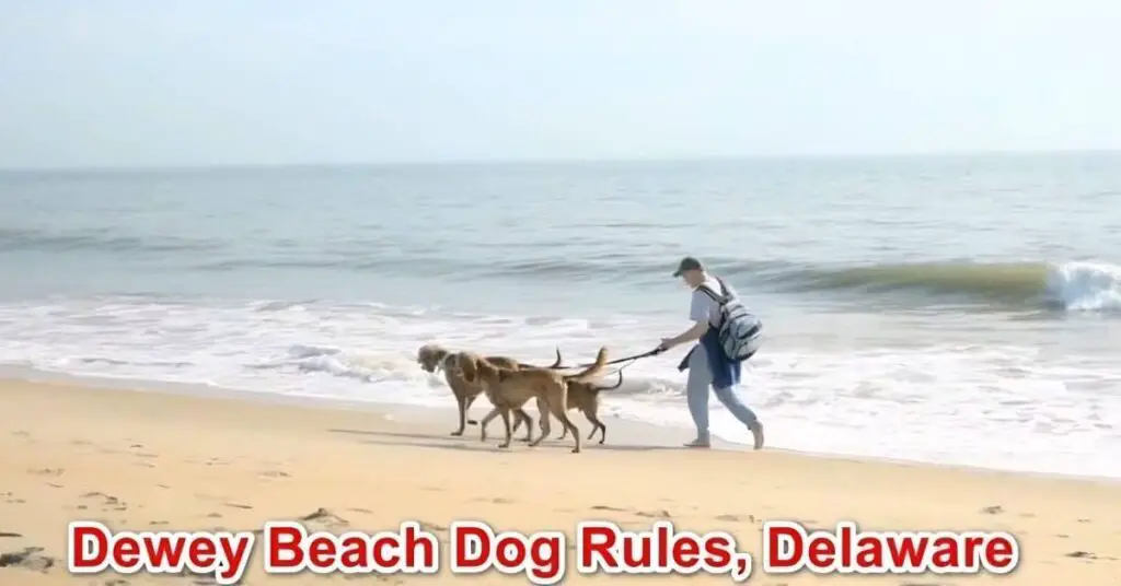 Dewey Beach Dog Rules, Delaware 