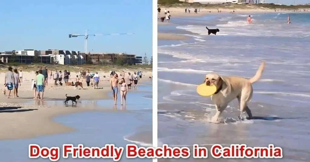 Dog Friendly Beaches in California