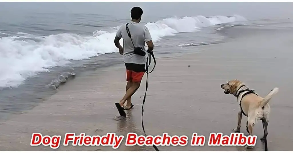Dog Friendly Beaches in Malibu