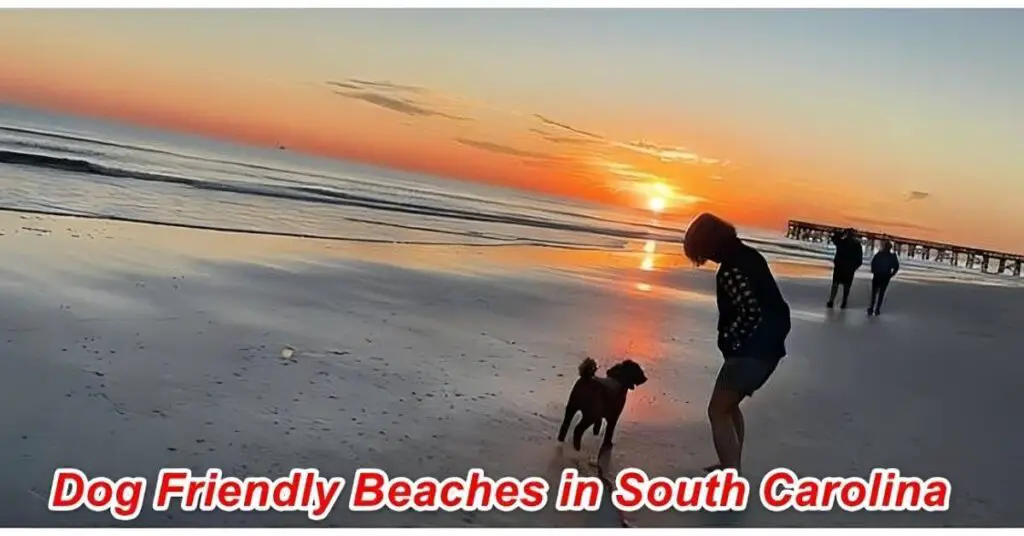Dog Friendly Beaches in South Carolina