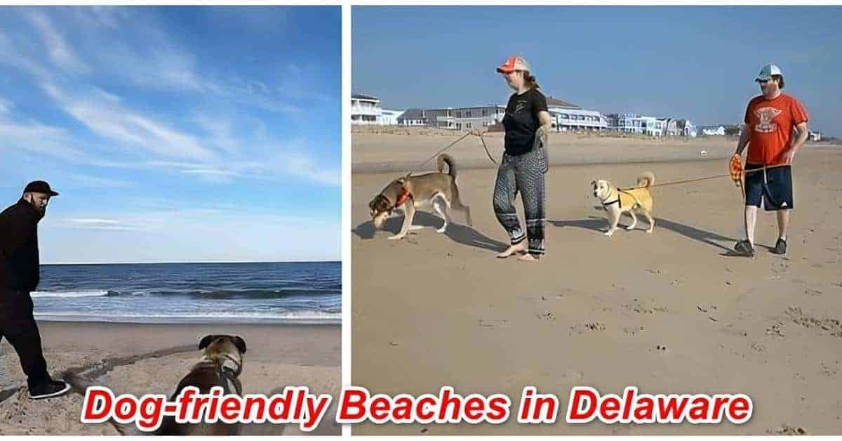 12 Best Dog-friendly Beaches In Delaware 2024