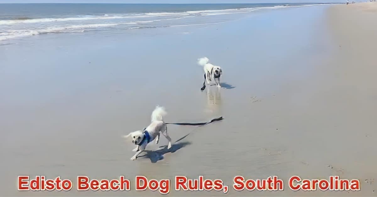 Edisto Beach Dog Rules, South Carolina