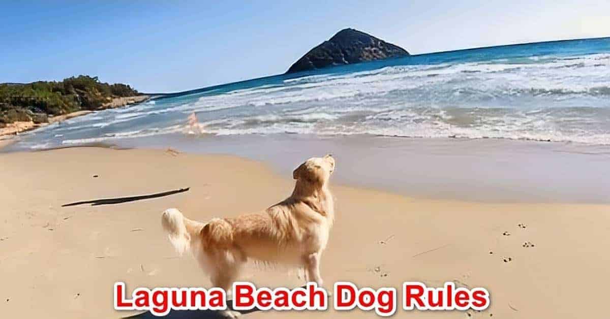Laguna Beach Dog Rules, California