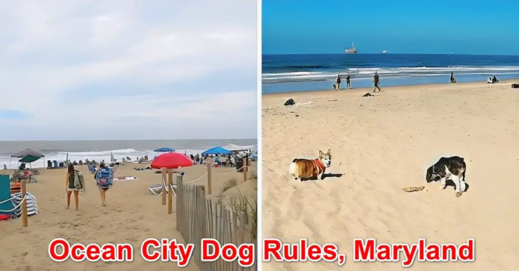 Ocean City Beach Dog Rules, Maryland