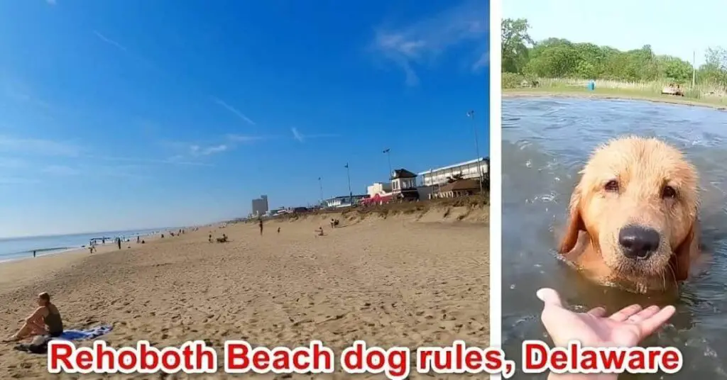 Rehoboth Beach Dog Rules