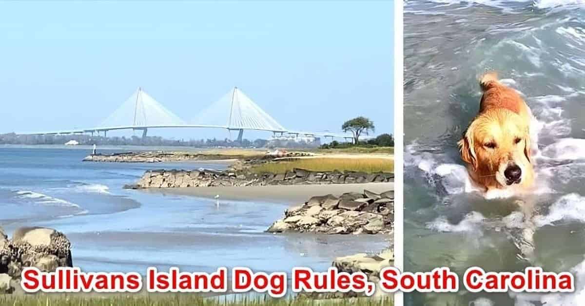 Sullivan's Island Beach Dog Rules, South Carolina | Laws 2024