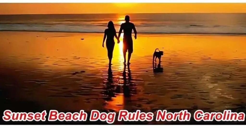 Sunset Beach Dog Rules North Carolina