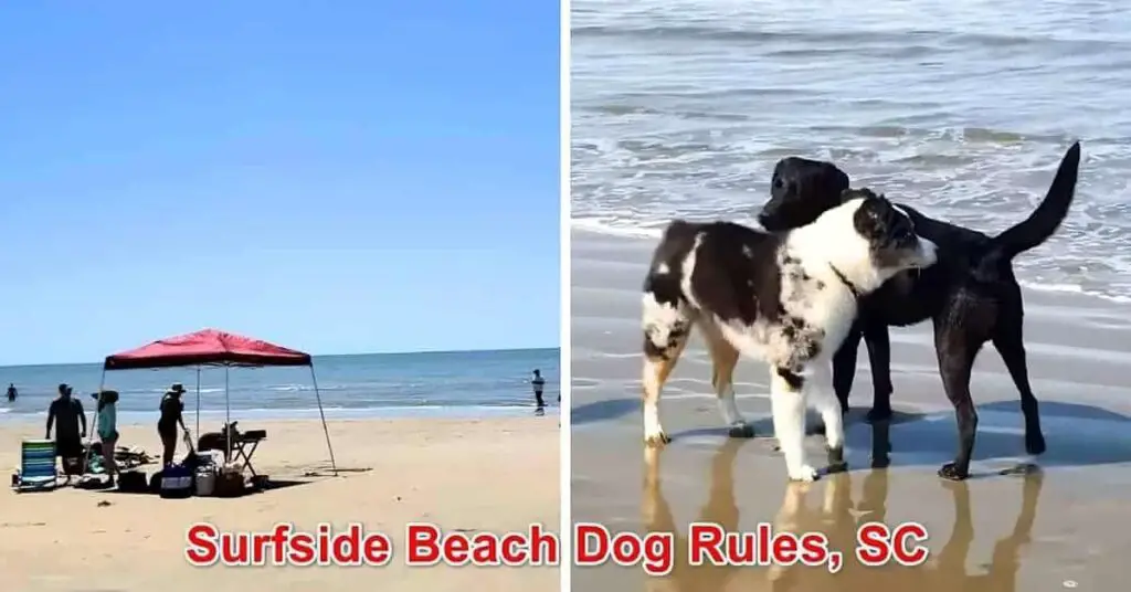Surfside Beach Dog Rules SC