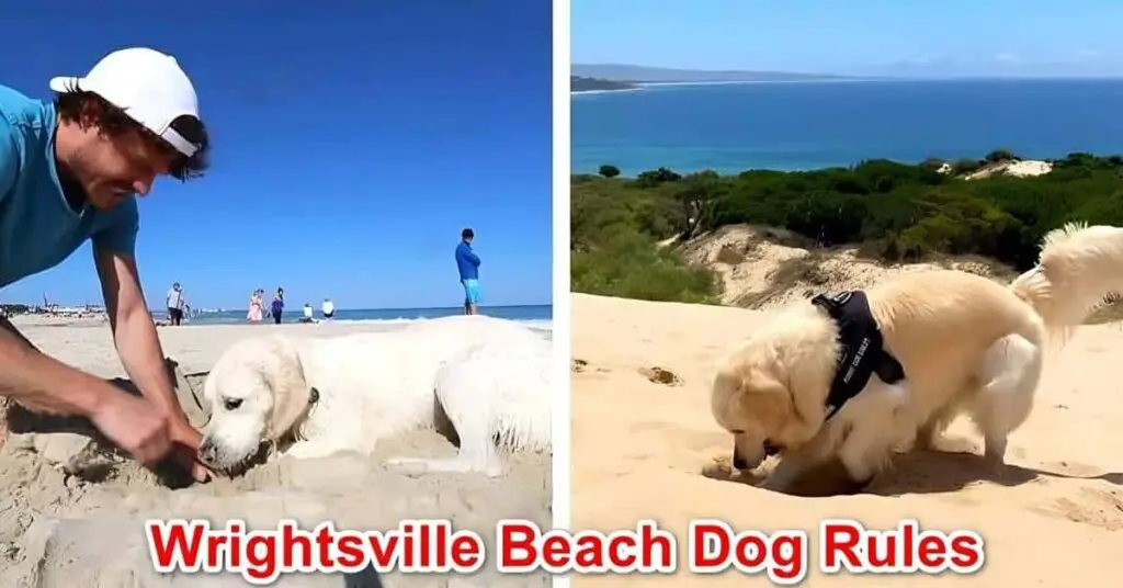 Wrightsville Beach Dog Rules
