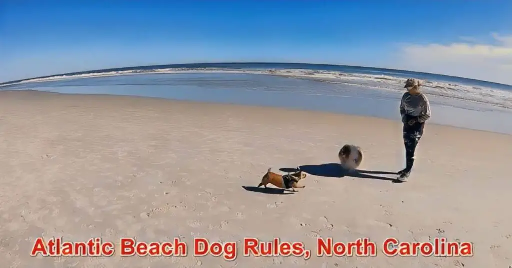 Atlantic Beach Dog Rules