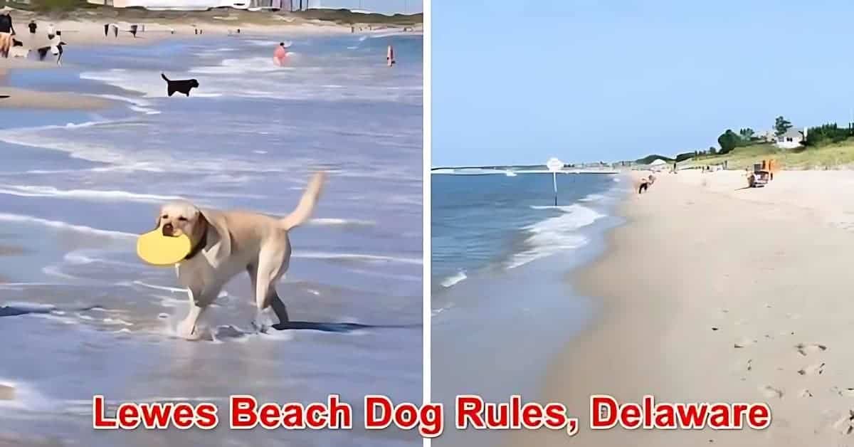 Lewes Beach Dog Rules, Delaware