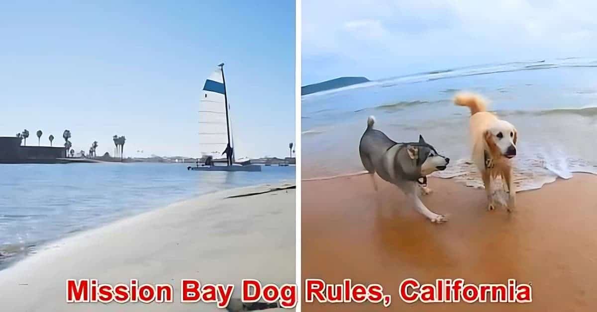 Mission Bay Dog Rules, California