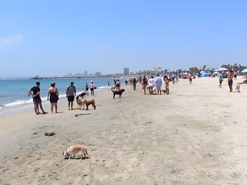 Rosies Dog Beach