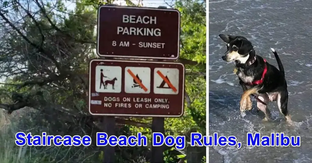 Staircase Beach Dog Rules