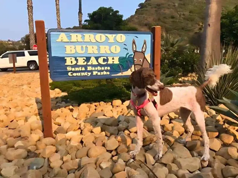Arroyo Burro Beach County Park dog