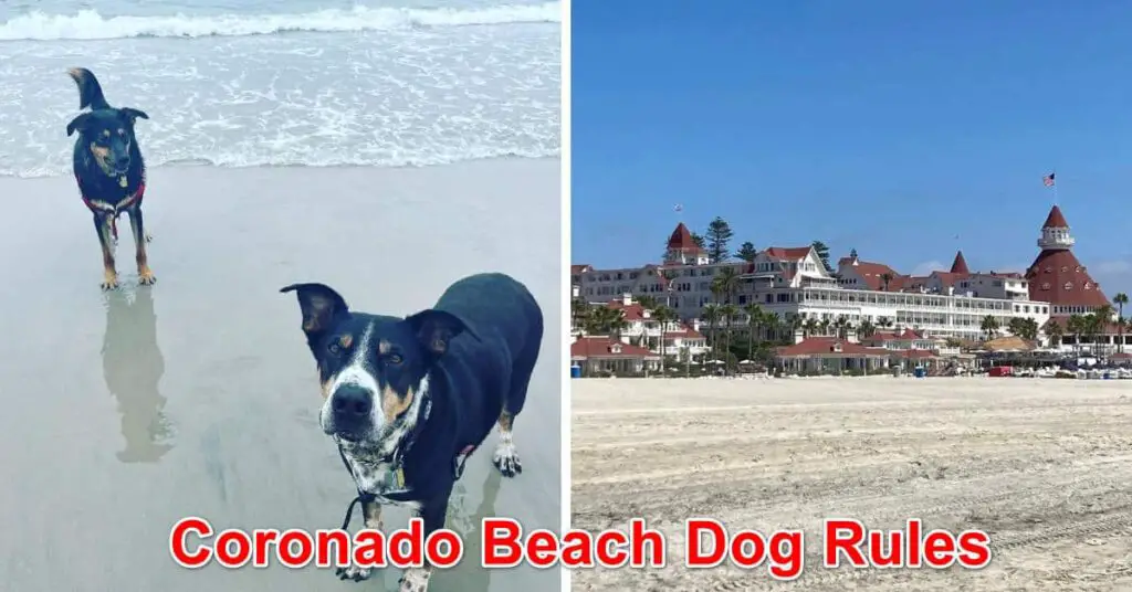 Coronado Beach New Dog Rules