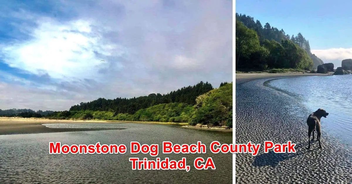 Dog Friendly Moonstone Beach County Park in Trinidad, CA