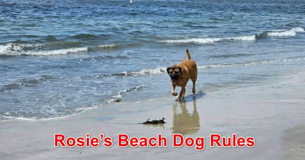 Rosie's dog beach rules