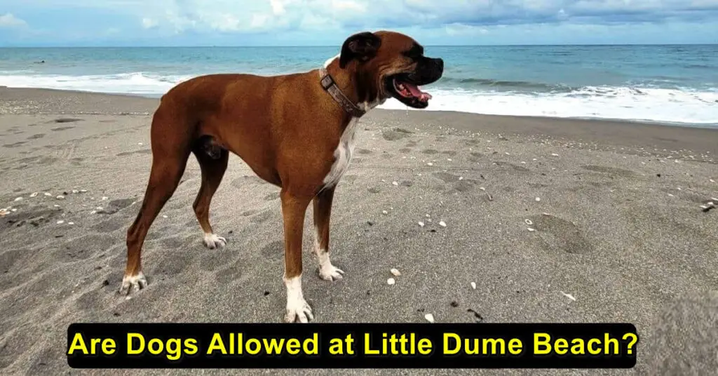 Are Dogs Allowed at Little Dume Beach