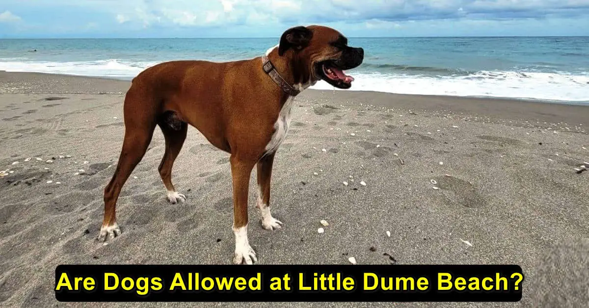 Little Dume Dog Beach, Malibu | All Details