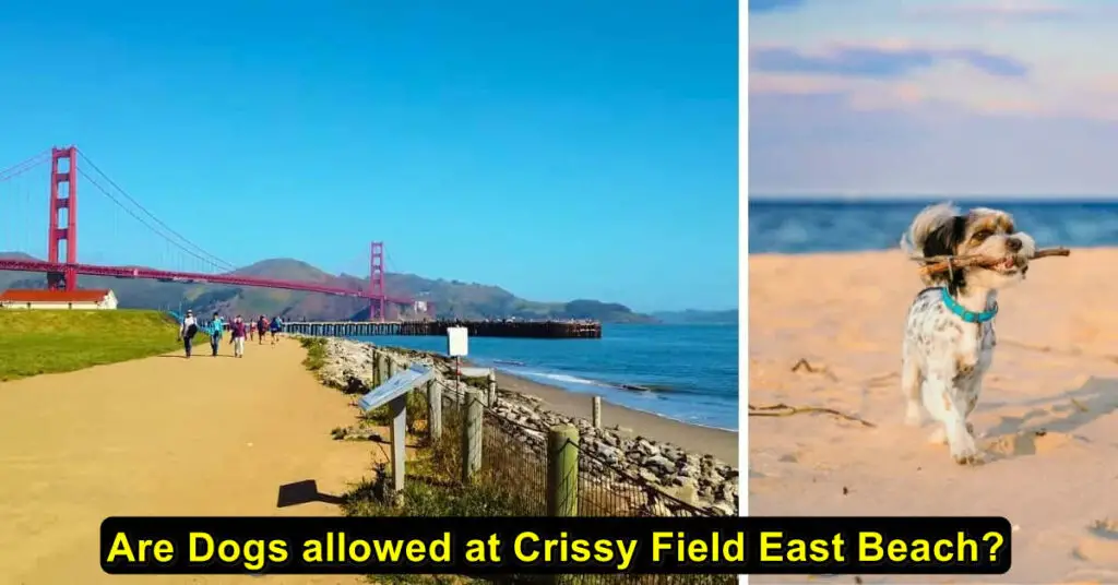 Crissy Field East Beach Dog In San Francisco