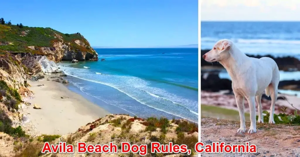 Avila Beach Dog Rules, California
