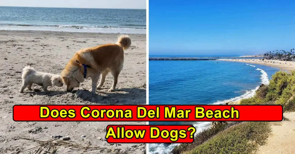 Does Corona Del Mar Beach Allow Dogs