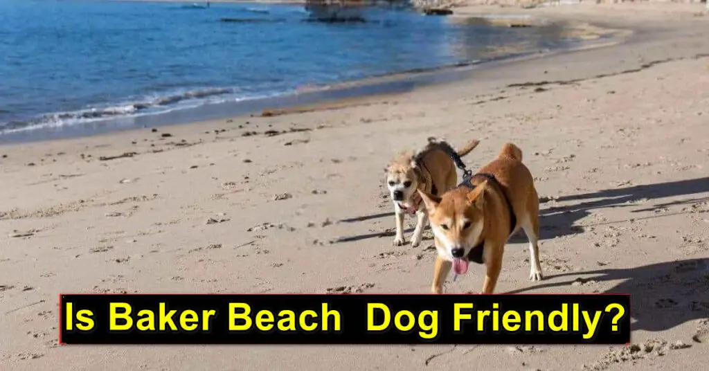 Dog Friendly Baker Beach in San Francisco, CA