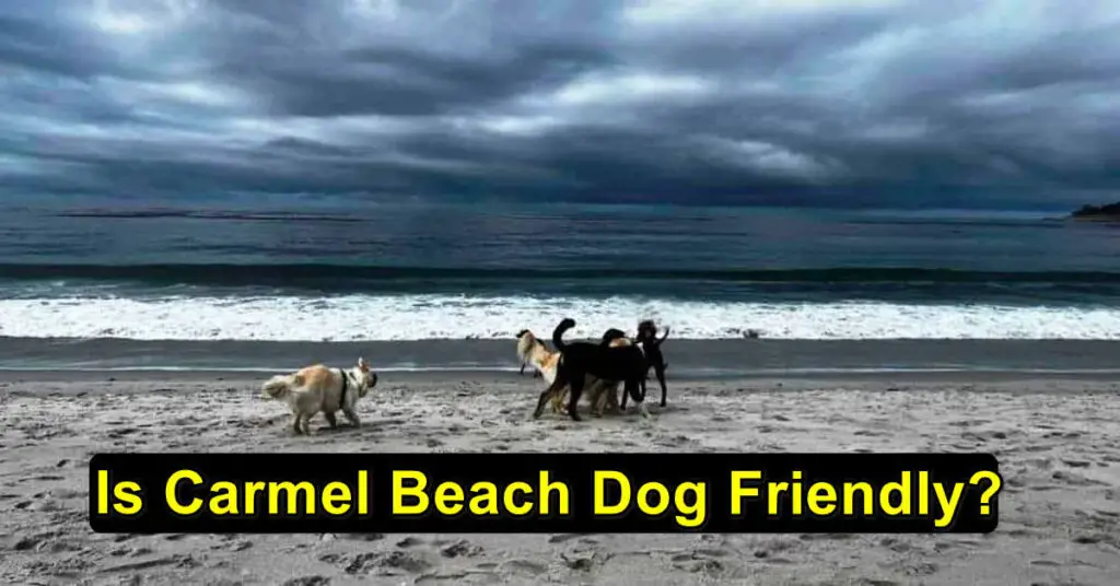 Dog Friendly Carmel-by-the-Sea