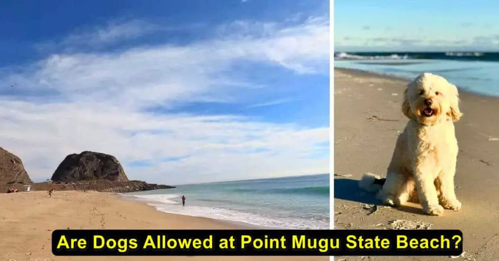 are dogs allowed at point mugu state beach
