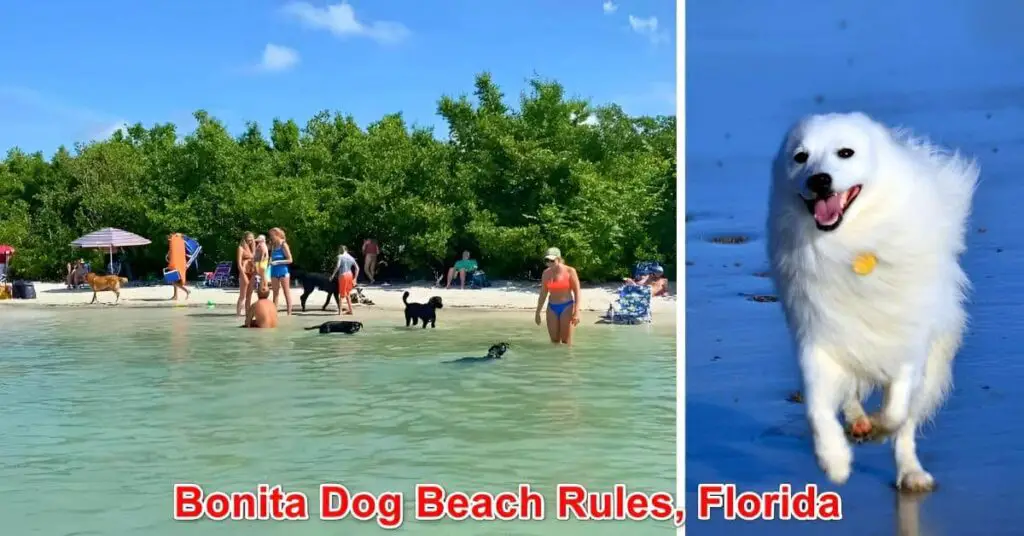 Bonita Dog Beach Rules Florida