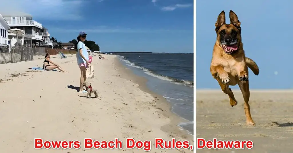 Bowers Beach Dog Rules Delaware