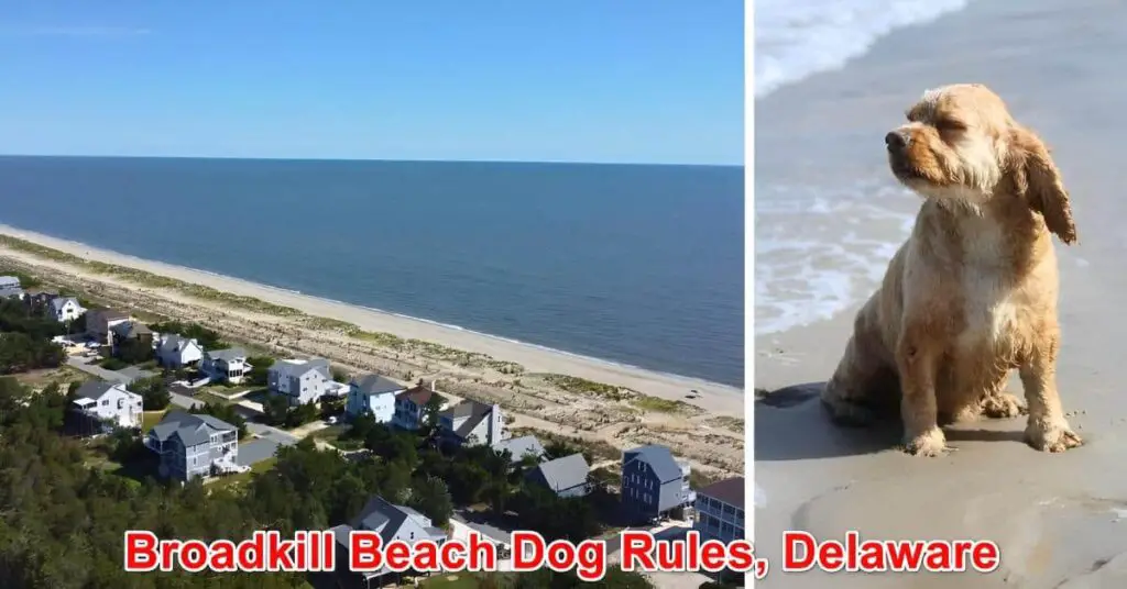 Broadkill Beach Dog Rules Delaware