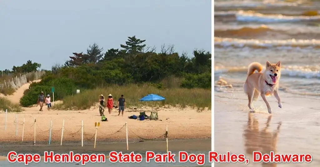 Cape Henlopen State Park Dog Rules Delaware