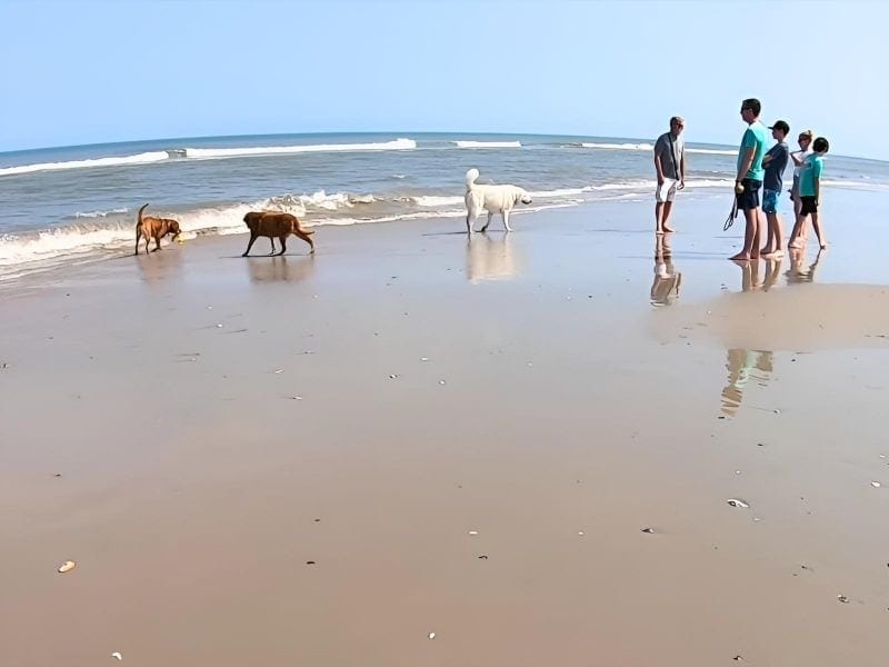Corolla Dog Beach, NC