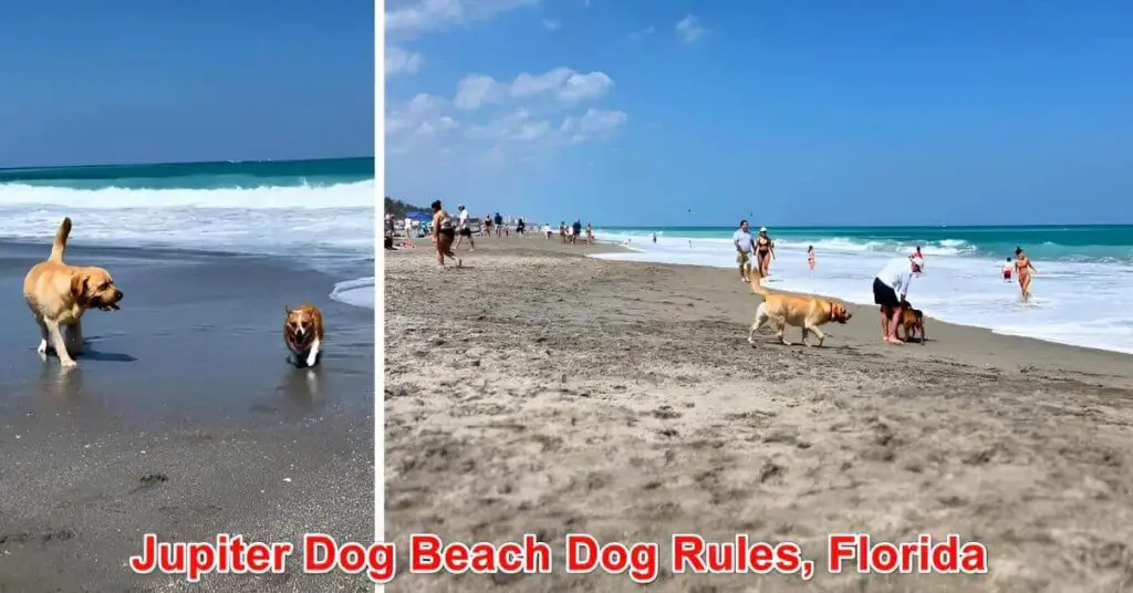 Jupiter Dog Beach Dog Rules Florida