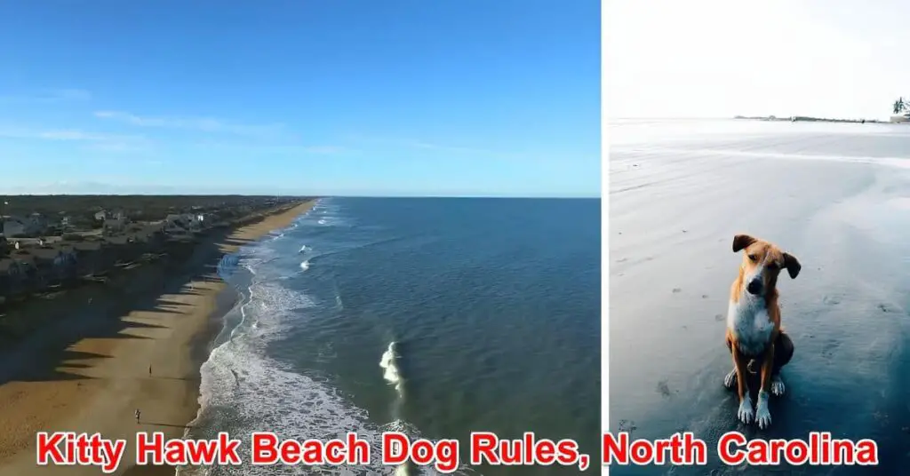 Kitty Hawk Beach Dog Rules North Carolina