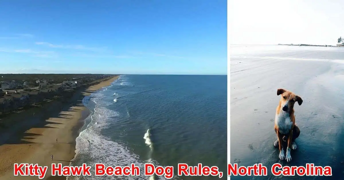 Kitty Hawk Beach Dog Rules, North Carolina