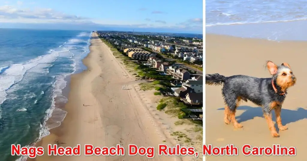 Nags Head Beach Dog Rules, NC