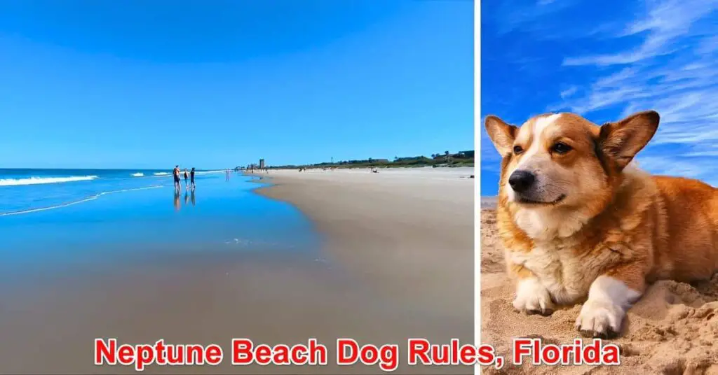 Neptune Beach Dog Rules Florida